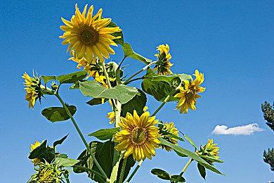 即将关服依然更新 《Apex手游》公布奥林匹斯和地平线